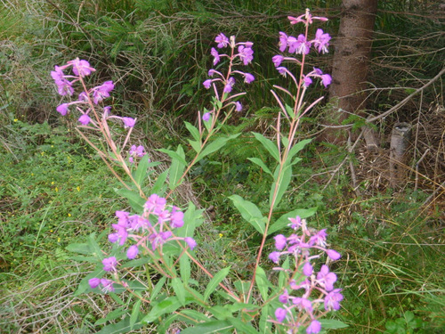 Lavender flowers.